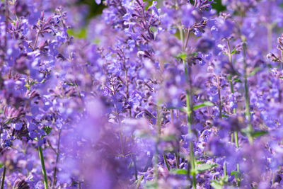 Close-up of purple flowering plants on field