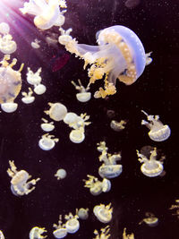 Close-up of jellyfish in sea