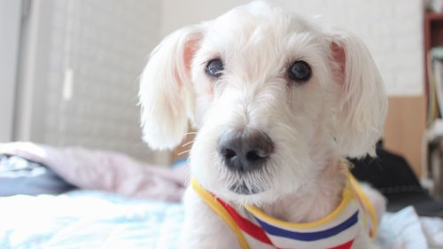 Close-up portrait of dog