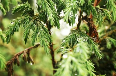 Close-up of christmas tree