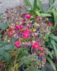 Close-up of flowers