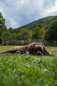 Dog sitting on field