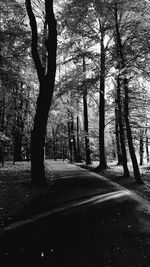 Road amidst trees in park