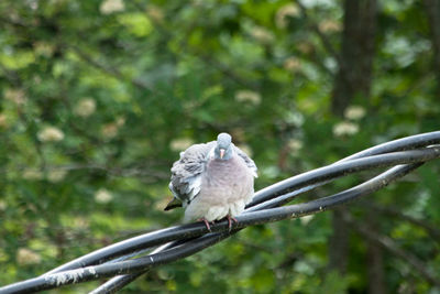 Bird perching on branch