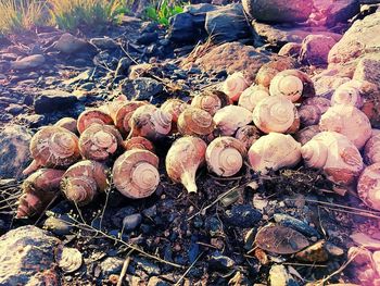 Close-up of fungus growing on rock