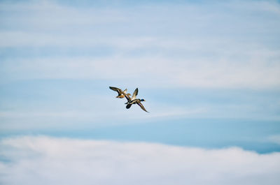 Low angle view of mallard ducks flying in sky