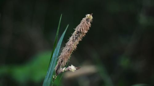 Close-up of wilted flower on field