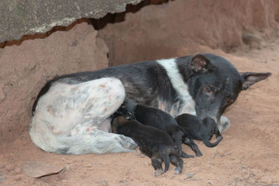 View of dogs relaxing on land