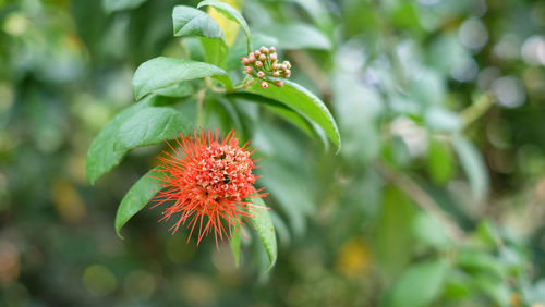Close-up of red flowering plant against blurred background