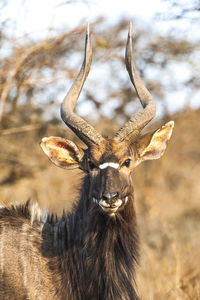 Kudzu bull south africa