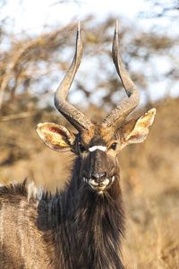 Close-up portrait of deer