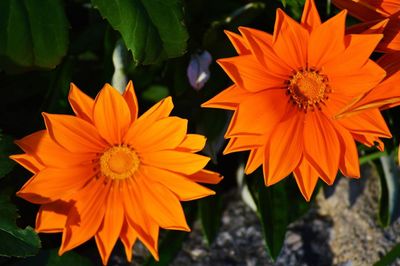 Close-up of orange flower