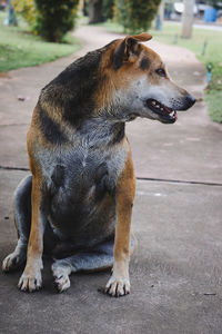 Close-up of dog sitting on footpath