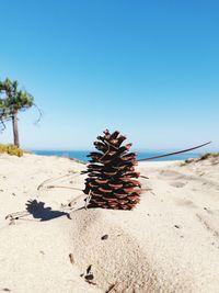 Close-up of plant on beach against clear blue sky