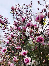 Close-up of pink magnolia blossoms in spring