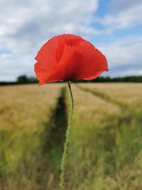 Close-up of red poppy flower on field