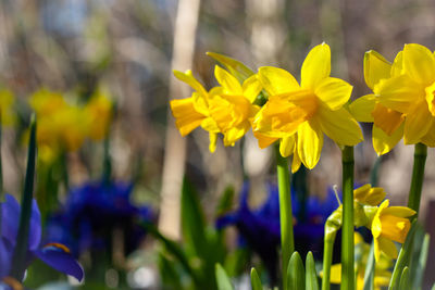 Close-up of yellow daffodil flowers