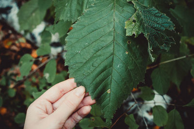 Close-up of hand holding leaves