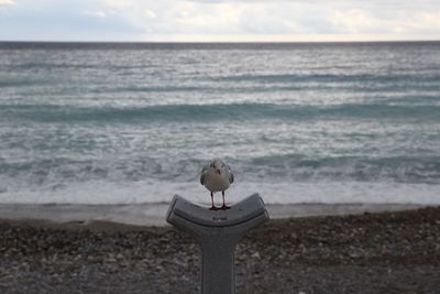 Seagull striking a pose