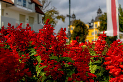 Close-up of red flowering plants