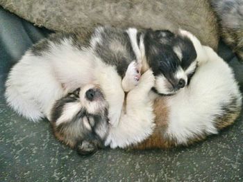 High angle view of puppy sleeping