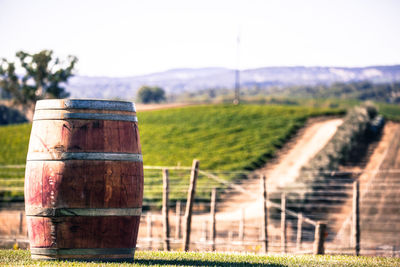 Close-up of vineyard