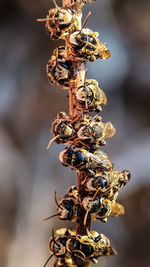 Close-up of bees on plant