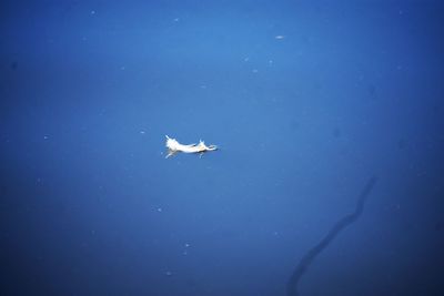 Close-up of jellyfish swimming in sea