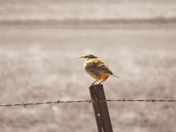 Meadowlark perching on fence during sunny day