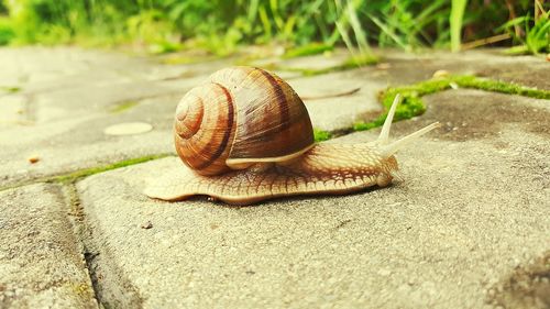 Close-up of snail on footpath