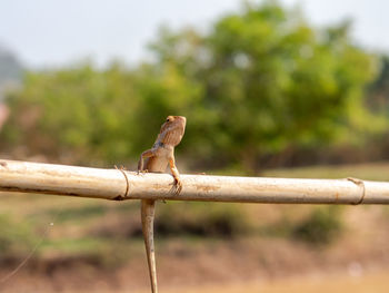 Close-up of bird perching on branch