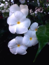 Close-up of white flowers blooming outdoors