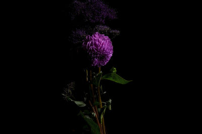 Close-up of flowers against black background