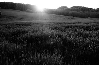 Scenic view of field against bright sun