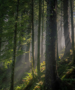 Sunlight streaming through trees in forest