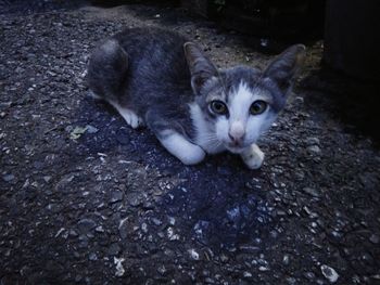 Portrait of cat on carpet