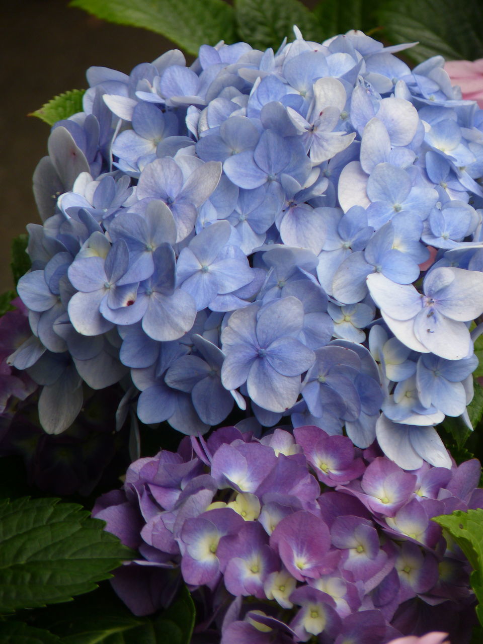 CLOSE-UP OF BLUE HYDRANGEAS