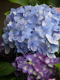 Close-up of blue hydrangea flowers