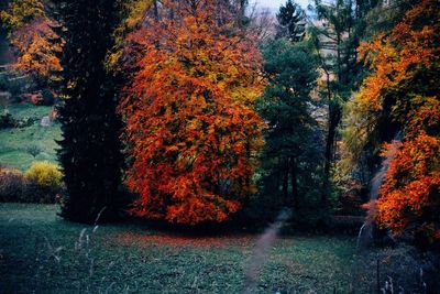 Trees in forest during autumn