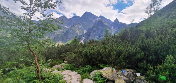 Panoramic view of trees on landscape against sky