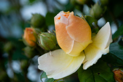 Close-up of rose flower