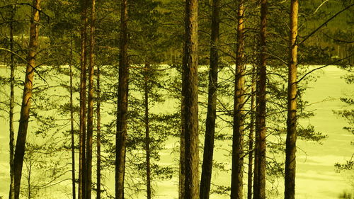 View of trees in forest