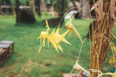 Close-up of barbed wire on field