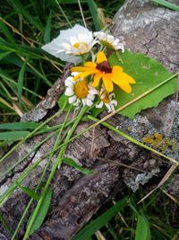 Close-up of yellow flowers blooming outdoors