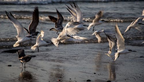 Seagulls flying over lake