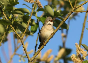 Low angle view of bird perching on tree