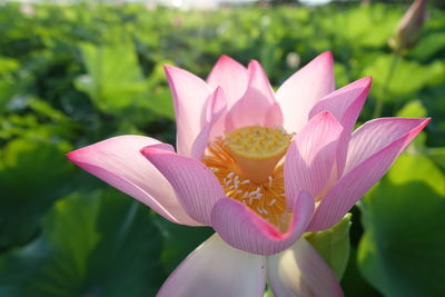 Close-up of pink lotus water lily