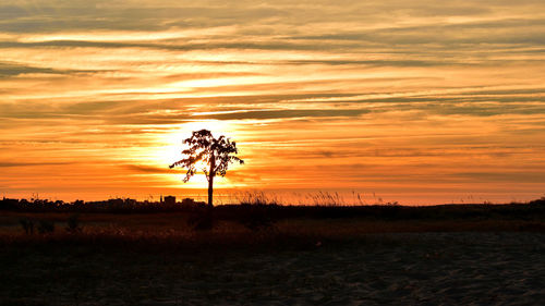 Silhouette trees on field against sky during sunset