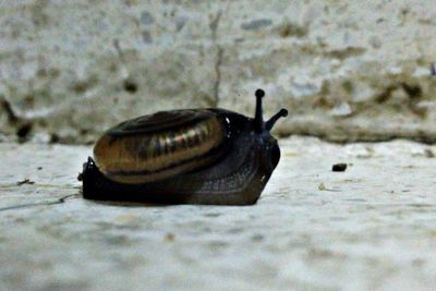 Close-up of snail