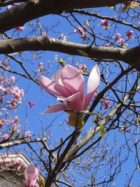 Low angle view of pink flowers blooming on tree